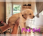 Small #6 Golden Pyrenees-Golden Retriever Mix