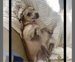 Small #3 Chihuahua Mix