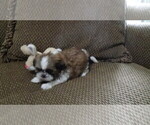 Small #2 Shih Tzu