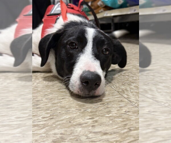 Medium Photo #4 Pyrenees Border Collie Puppy For Sale in Bolivar, MO, USA