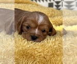 Small #2 Cavalier King Charles Spaniel