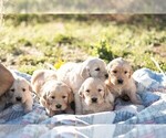 Small Photo #42 Golden Retriever Puppy For Sale in BYERS, CO, USA