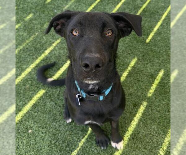 Medium Photo #6 Labrador Retriever-Unknown Mix Puppy For Sale in San Diego, CA, USA