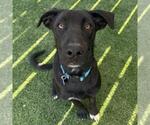 Small #5 Labrador Retriever Mix