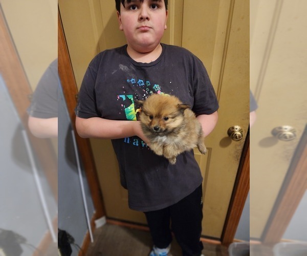 Medium Photo #4 Pomeranian Puppy For Sale in MIDDLEBORO, MA, USA
