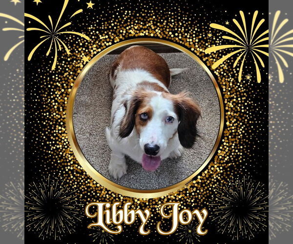 Medium Photo #1 Dachshund Puppy For Sale in San Antonio, TX, USA