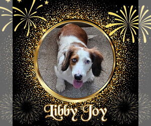 Dachshund Dogs for adoption in San Antonio, TX, USA