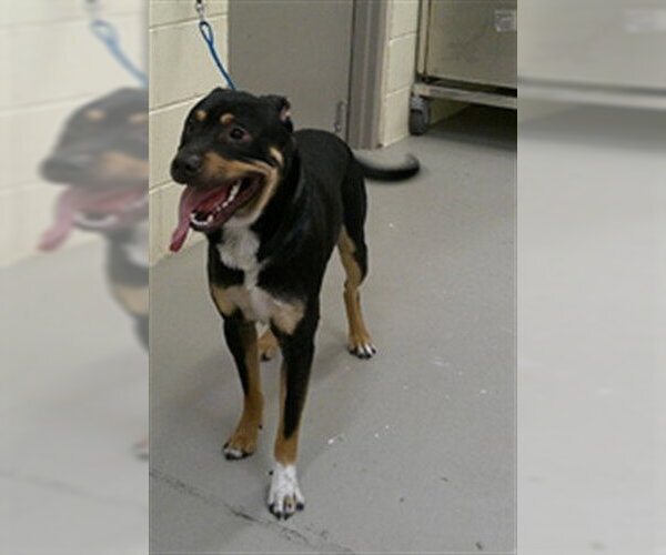 Medium Photo #1 Rottweiler-Unknown Mix Puppy For Sale in Sanford, FL, USA