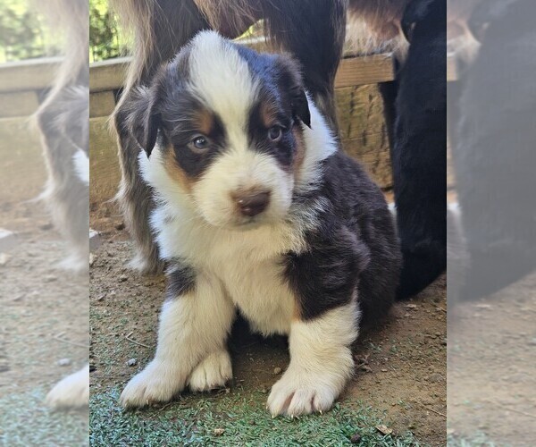 Medium Photo #2 Australian Shepherd Puppy For Sale in NELSON, VA, USA