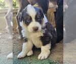 Small Photo #2 Australian Shepherd Puppy For Sale in NELSON, VA, USA