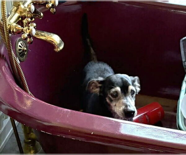 Medium Photo #3 Chiweenie Puppy For Sale in Boonton, NJ, USA