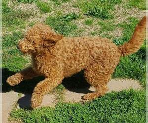 Mother of the Goldendoodle-Poodle (Standard) Mix puppies born on 07/30/2020