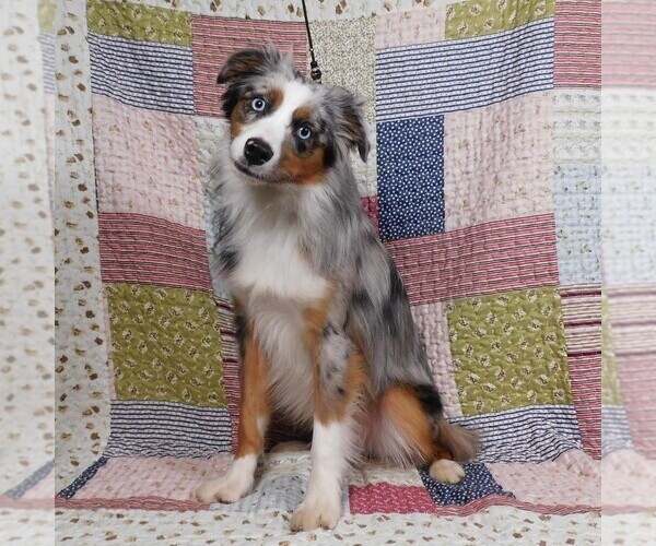 Medium Photo #13 Miniature Australian Shepherd Puppy For Sale in HARRISON, OH, USA
