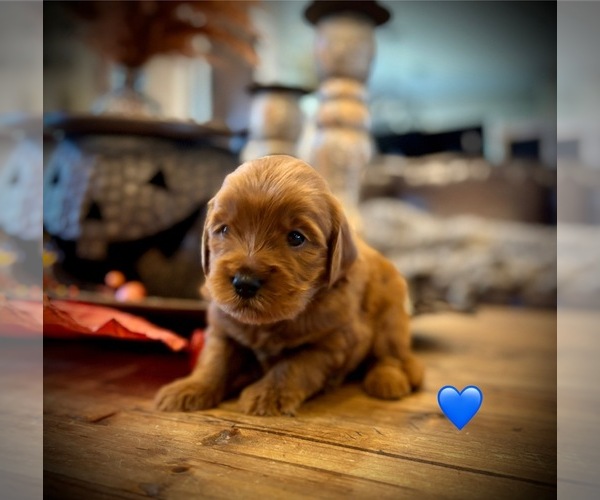Medium Photo #2 Goldendoodle (Miniature) Puppy For Sale in SAINT JAMES, MO, USA
