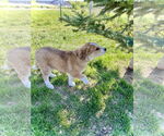 Small #2 Border Collie-Great Pyrenees Mix