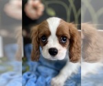 Small #4 Cavalier King Charles Spaniel