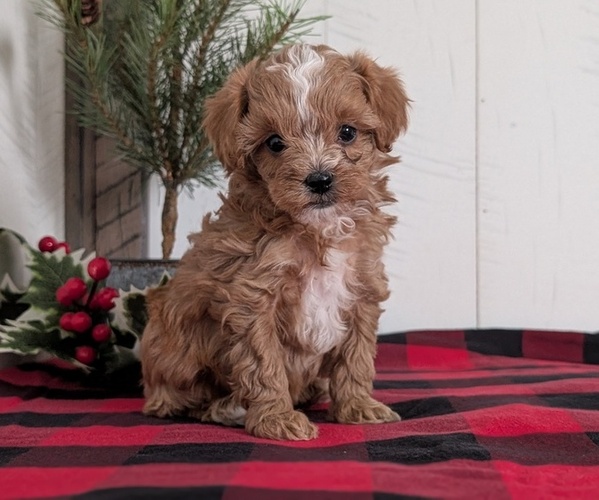 Medium Photo #46 Cavapoo (Miniature) Puppy For Sale in GOSHEN, IN, USA