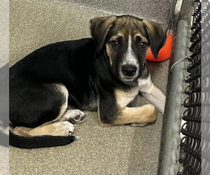 Labrador Retriever-Unknown Mix Dogs for adoption in Sterling, MA, USA