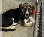 Small Labrador Retriever Mix