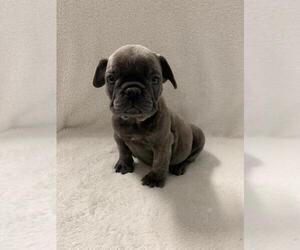 French Bulldog Puppy for sale in CHARLESTON, SC, USA