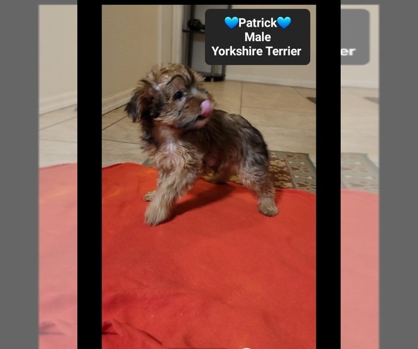 Medium Photo #3 Yorkshire Terrier Puppy For Sale in TUCSON, AZ, USA