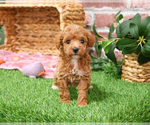 Small #5 Poodle (Miniature)