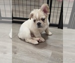 Small #4 French Bulldog