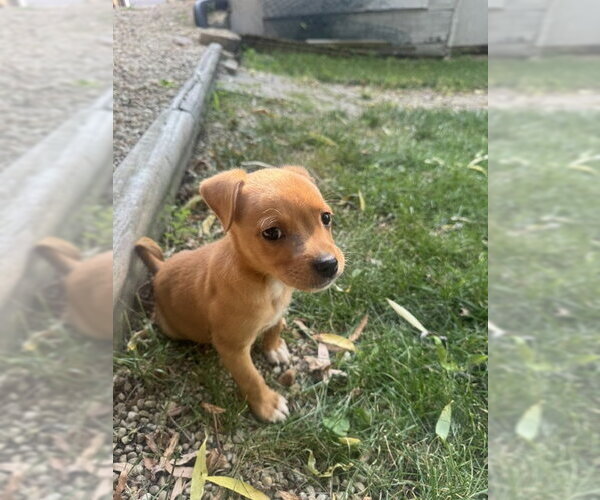 Medium Photo #2 Chihuahua-Unknown Mix Puppy For Sale in Plainfield, IL, USA