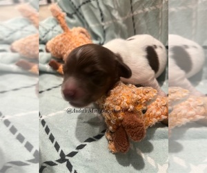 Dachshund Puppy for sale in EAST DOVER, VT, USA