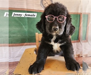 Medium Newfoundland