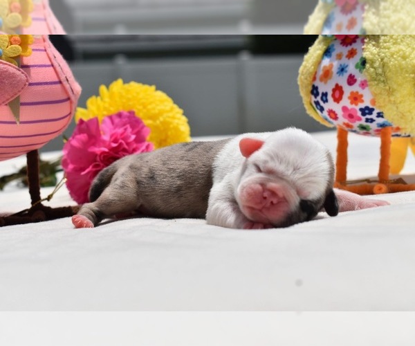 Medium Photo #2 Pug Puppy For Sale in PALM COAST, FL, USA