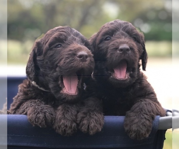 Medium Photo #1 Labradoodle Puppy For Sale in JARRELL, TX, USA
