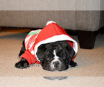 Small Photo #1 English Bulldog Puppy For Sale in DERBY, KS, USA