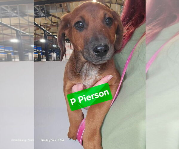 Medium Photo #3 Redbone Coonhound-Unknown Mix Puppy For Sale in Foristell, MO, USA