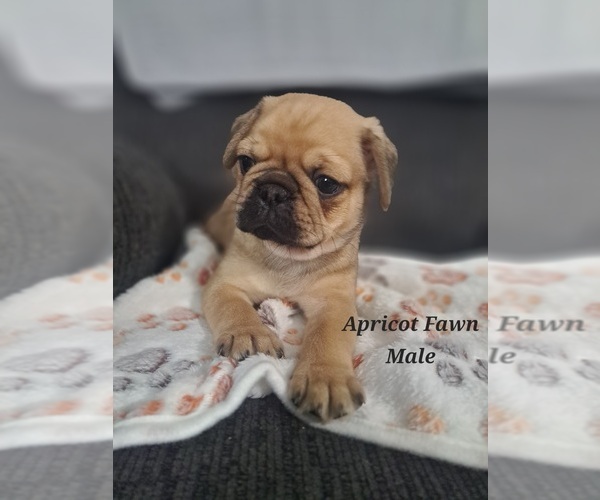 Medium Photo #7 Pug Puppy For Sale in NEW BERN, NC, USA