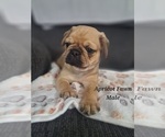 Small Photo #13 Pug Puppy For Sale in NEW BERN, NC, USA