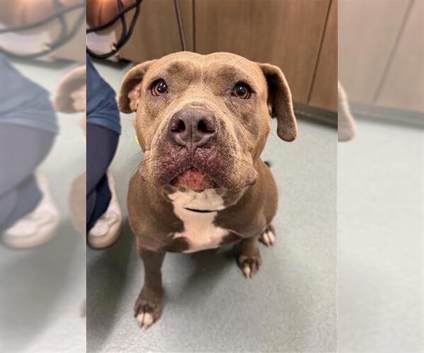 Medium Photo #1 American Pit Bull Terrier Puppy For Sale in Baytown, TX, USA