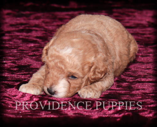 Medium Photo #7 Poodle (Miniature) Puppy For Sale in COPPOCK, IA, USA