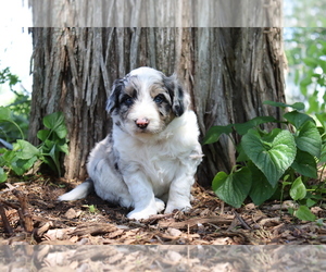 Border Collie-Poodle (Miniature) Mix Puppy for sale in AMES, IA, USA