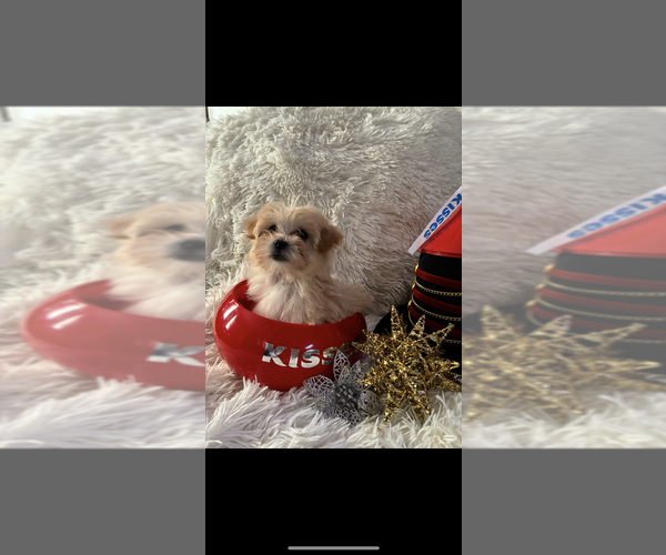 Medium Photo #11 Maltese-Poodle (Toy) Mix Puppy For Sale in AUGUSTA, GA, USA