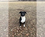 Small #3 American Staffordshire Terrier-Labrador Retriever Mix