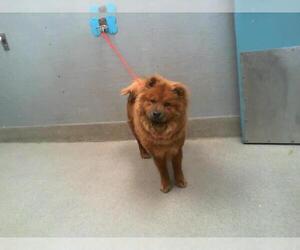 Chow Chow-Unknown Mix Dogs for adoption in Las Vegas, NV, USA