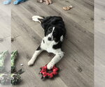 Small #8 Australian Shepherd
