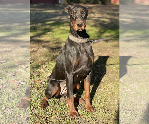 Medium Photo #4 Doberman Pinscher Puppy For Sale in Social Circle, GA, USA