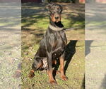 Small #3 Doberman Pinscher