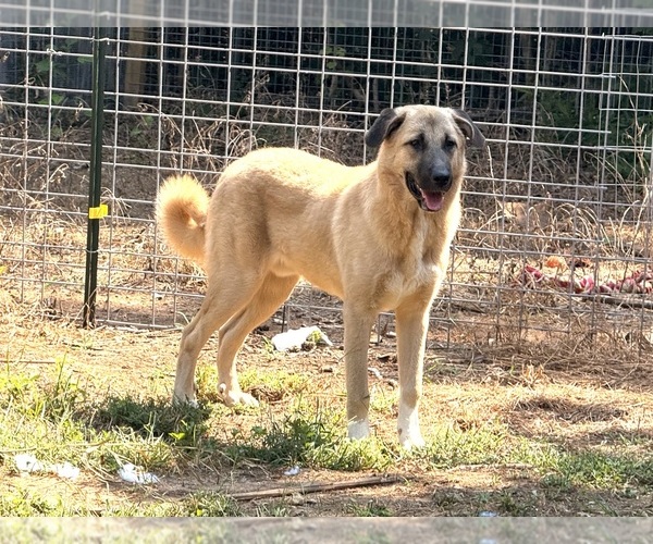 Medium Photo #1 American Bully-Kangal Dog Mix Puppy For Sale in WARNER ROBINS, GA, USA
