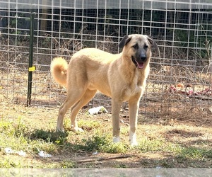 Father of the American Bully-Kangal Dog Mix puppies born on 02/06/2026