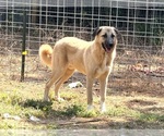 Small Photo #1 American Bully-Kangal Dog Mix Puppy For Sale in WARNER ROBINS, GA, USA