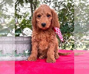 Goldendoodle Puppy for sale in KISSIMMEE, FL, USA