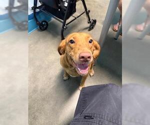Labrador Retriever Dogs for adoption in Houston, TX, USA